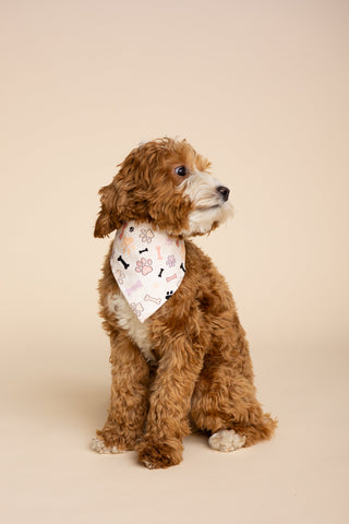 Foulard Pour Chien "TA PAW LE DROIT"